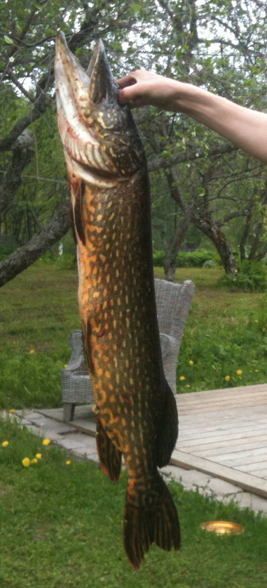 8kg hauki vuodelta 2013